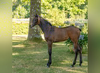 Trakehner, Stute, Fohlen (06/2025), Schimmel