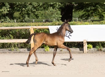 Trakehner, Stute, Fohlen (07/2026), Schwarzbrauner