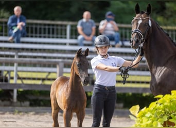 Trakehner, Stute, Fohlen (07/2026), Schwarzbrauner