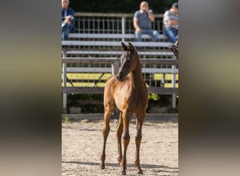 Trakehner, Stute, Fohlen (07/2026), Schwarzbrauner