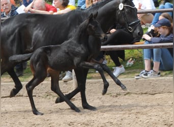 Trakehner, Stute, Fohlen (04/2023), Schwarzbrauner