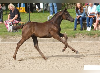Trakehner, Stute, Fohlen (06/2023), Schwarzbrauner
