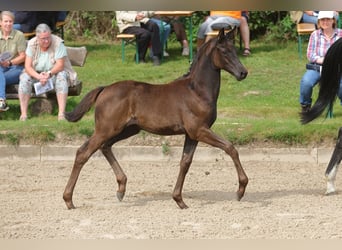 Trakehner, Stute, Fohlen (06/2023), Schwarzbrauner