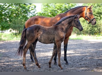 Trakehner, Stute, Fohlen (05/2025), Schwarzbrauner