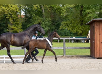 Trakehner, Stute, Fohlen (04/2026), Schwarzbrauner