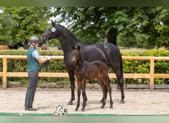 Trakehner, Stute, Fohlen (04/2026), Schwarzbrauner