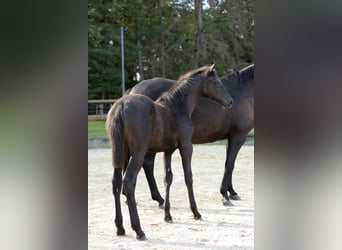 Trakehner, Stute, Fohlen (05/2026), Schwarzbrauner