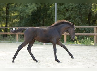 Trakehner, Stute, Fohlen (05/2026), Schwarzbrauner