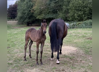 Trakehner, Stute, Fohlen (06/2026), Schwarzbrauner