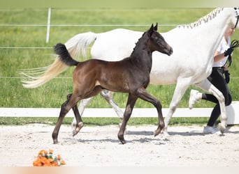 Trakehner, Stute, Fohlen (04/2026), Schwarzbrauner