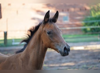 Trakehner, Stute, Fohlen (05/2026)