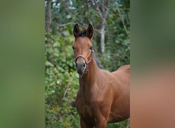 Trakehner, Stute, Fohlen (05/2026)