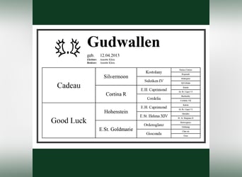 Trakehner, Stute, Fohlen (01/2024)