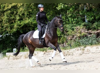 Trakehner, Wallach, 10 Jahre, 160 cm, Dunkelbrauner