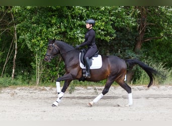Trakehner, Wallach, 10 Jahre, 160 cm, Dunkelbrauner