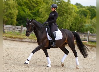 Trakehner, Wallach, 10 Jahre, 160 cm, Dunkelbrauner
