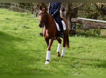 Trakehner, Wallach, 10 Jahre, 165 cm, Fuchs