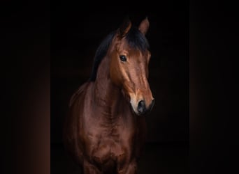 Trakehner, Wallach, 10 Jahre, 167 cm, Hellbrauner