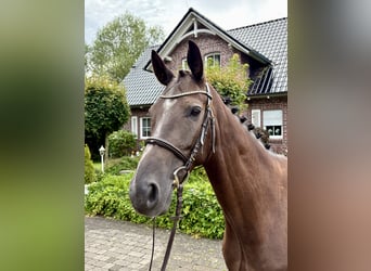 Trakehner, Wallach, 10 Jahre, 168 cm, Dunkelfuchs