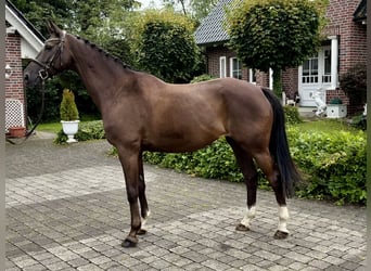 Trakehner, Wallach, 10 Jahre, 168 cm, Dunkelfuchs