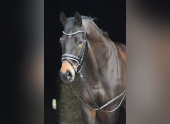 Trakehner, Wallach, 10 Jahre, 168 cm, Schwarzbrauner