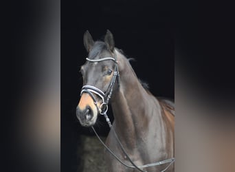 Trakehner, Wallach, 10 Jahre, 168 cm, Schwarzbrauner