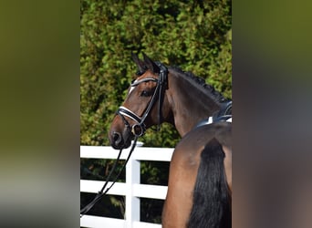 Trakehner, Wallach, 10 Jahre, 169 cm, Brauner