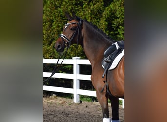 Trakehner, Wallach, 10 Jahre, 169 cm, Brauner