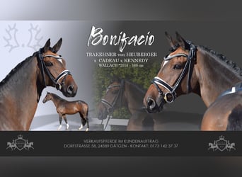 Trakehner, Wallach, 10 Jahre, 169 cm, Brauner