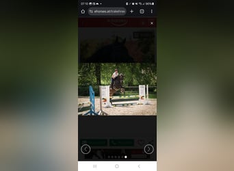 Trakehner, Wallach, 10 Jahre, 170 cm, Dunkelbrauner