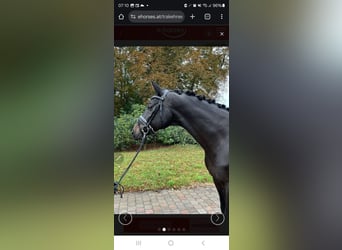 Trakehner, Wallach, 10 Jahre, 170 cm, Dunkelbrauner