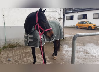 Trakehner, Wallach, 10 Jahre, 170 cm, Dunkelbrauner