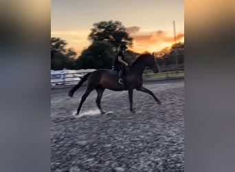 Trakehner, Wallach, 10 Jahre, 173 cm, Dunkelbrauner