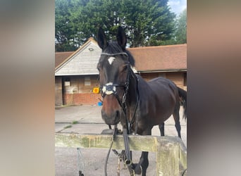 Trakehner, Wallach, 10 Jahre, 173 cm, Dunkelbrauner