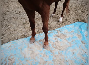 Trakehner, Wallach, 10 Jahre, 173 cm, Fuchs