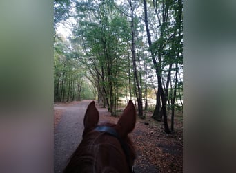 Trakehner, Wallach, 10 Jahre, 173 cm, Fuchs