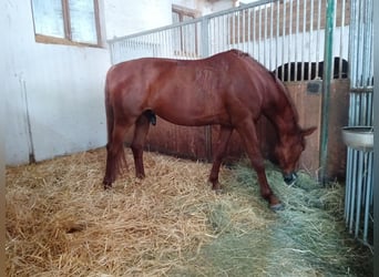 Trakehner, Wallach, 10 Jahre, 173 cm, Fuchs