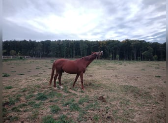 Trakehner, Wallach, 10 Jahre, 173 cm, Fuchs