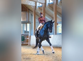 Trakehner, Wallach, 10 Jahre, 175 cm, Dunkelbrauner