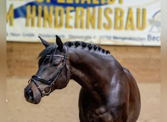 Trakehner, Wallach, 11 Jahre, 163 cm, Dunkelbrauner