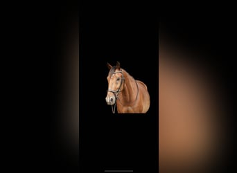 Trakehner Mix, Wallach, 11 Jahre, 164 cm, Brauner