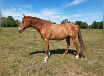 Trakehner, Wallach, 11 Jahre, 166 cm, Fuchs