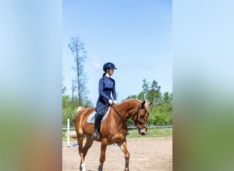 Trakehner Mix, Wallach, 11 Jahre, 167 cm, Dunkelfuchs