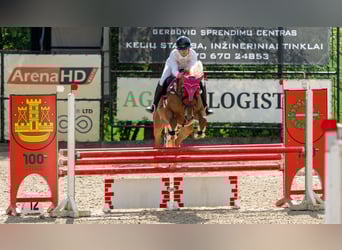 Trakehner Mix, Wallach, 11 Jahre, 167 cm, Dunkelfuchs