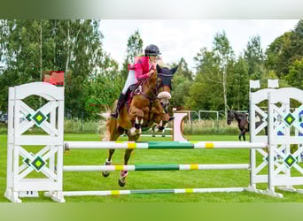 Trakehner Mix, Wallach, 11 Jahre, 167 cm, Dunkelfuchs