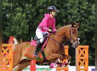 Trakehner Mix, Wallach, 11 Jahre, 167 cm, Dunkelfuchs