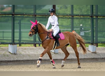 Trakehner Mix, Wallach, 11 Jahre, 167 cm, Dunkelfuchs