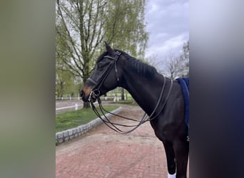 Trakehner, Wallach, 11 Jahre, 167 cm, Schwarzbrauner