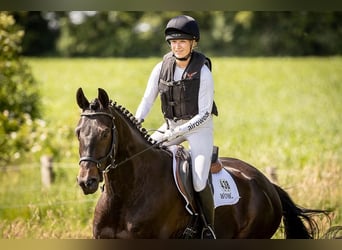 Trakehner, Wallach, 11 Jahre, 167 cm, Schwarzbrauner