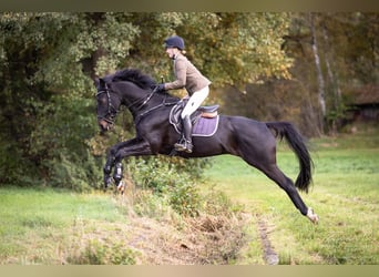 Trakehner, Wallach, 11 Jahre, 167 cm, Schwarzbrauner